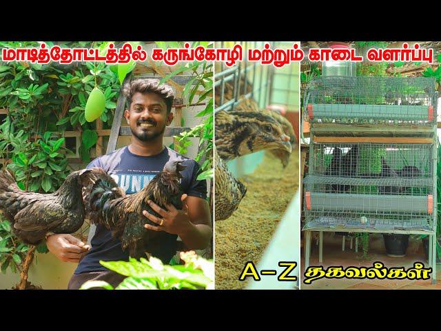 Mini POULTRY SETUP in Our TERRACE GARDEN | மொட்டை மாடியிலும் கோழி & காடை சுலபமாக வளர்க்கலாம்