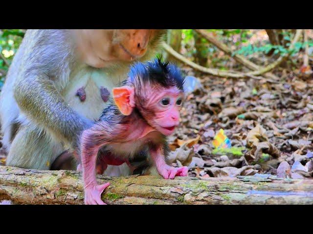 Super bravo & Cute active baby monkey newborn learn walk