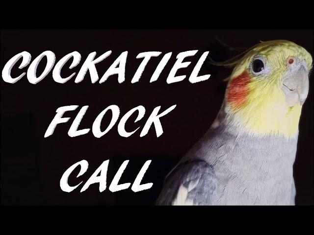 Cockatiel Flock Call, Cockatiel Bird Flock Calling Sound