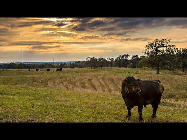 Management of Natural Service Bulls: Practical Considerations - Mizzou Repro