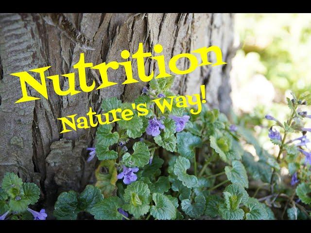 7 Common Wild Edible Plants: Nutrition Nature's Way!