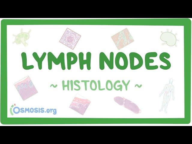 Lymph Nodes: Histology