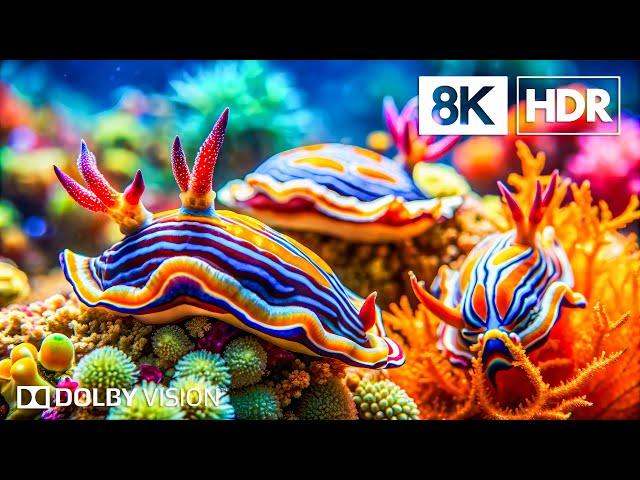 Rare Ocean Species in 8K HDR | Dolby Vision™