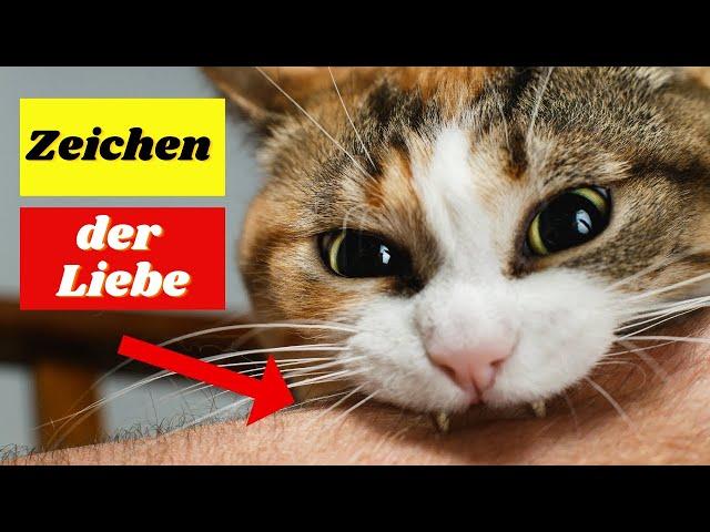 10 Anzeichen dafür, dass Ihre Katze Sie als Elternteil ansieht!