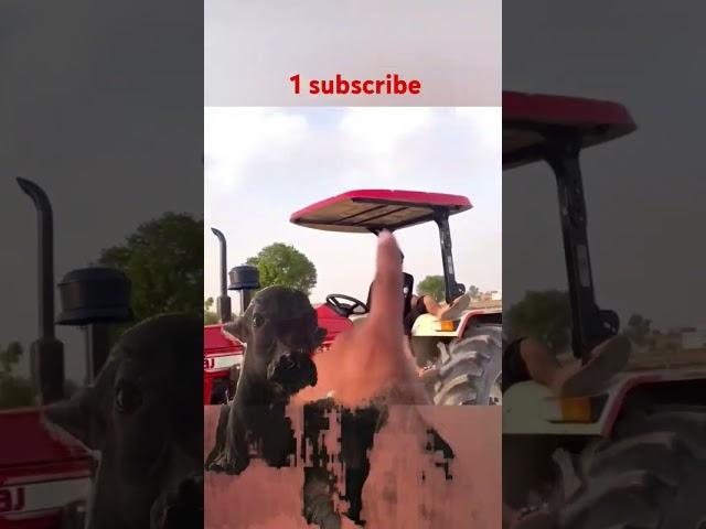 Nishu Bhai ki Masti  #nishudaswal #subscribe #shortsviral #viralshort #viralvideo #tech sujeet