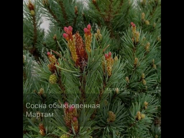 Сосна обыкновенная Мартам