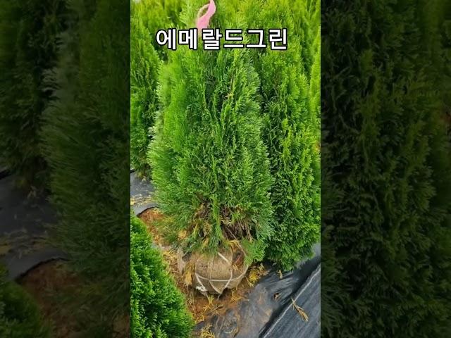  울타리 조경, 에메랄드그린을 강력추천합니다 