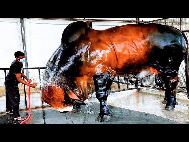 20 Largest Cows in the World