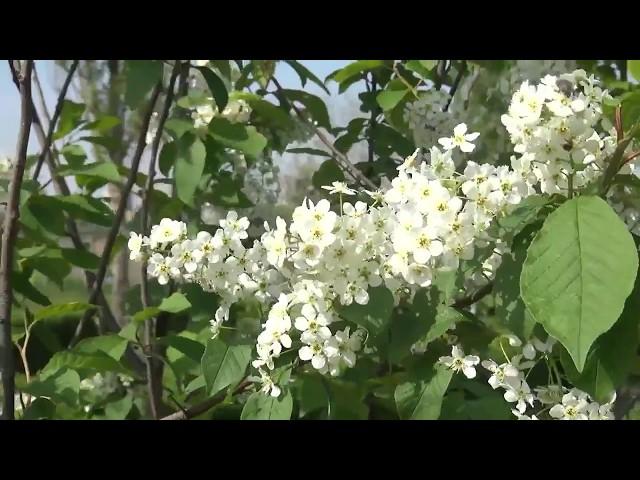 "БЕЛАЯ ЧЕРЕМУХА" исп. ГАЛИНА ДУДЗЕНКО ГАРМОНИСТ (САМОУЧКА)