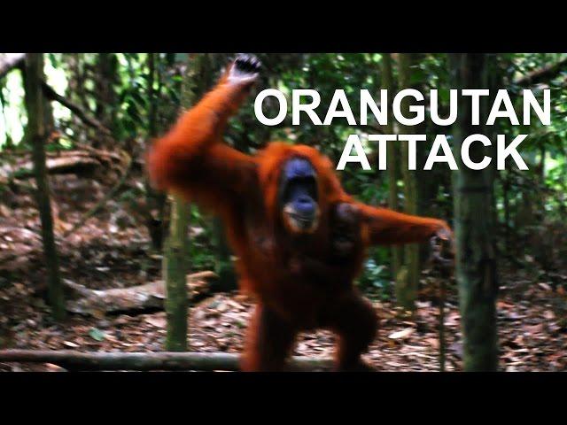 ANGRY ORANGUTAN