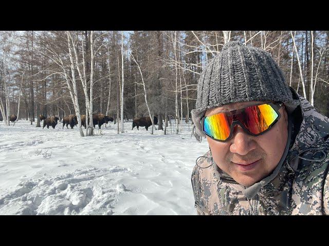 Питомник бизонарий Усть- Буотама.