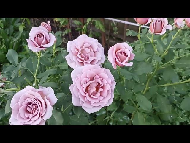 Роза Коко Локо . Rosa Koko Loko . Флорибунда . Часть 1 .