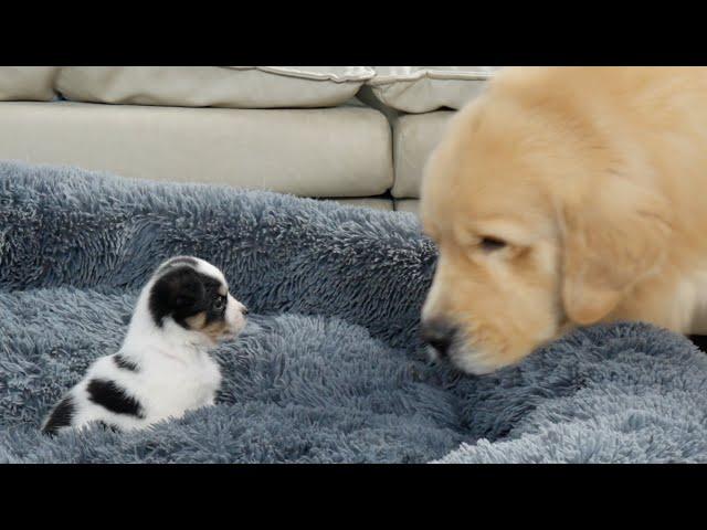 Puppy Steals Golden Retriever's Bed