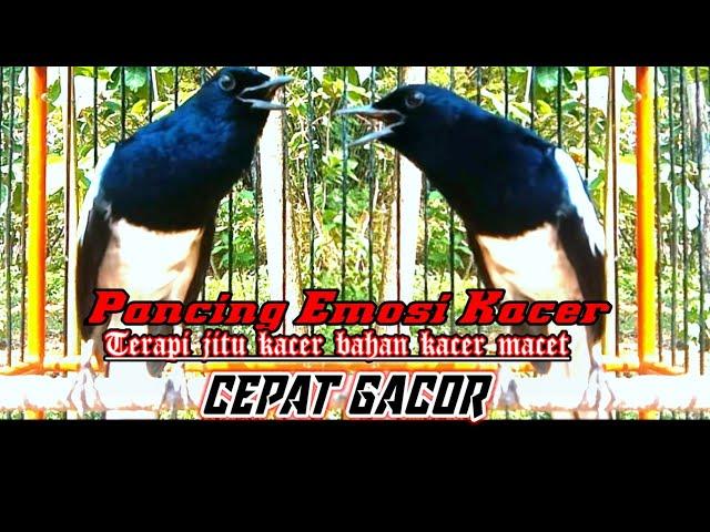 terapi Kacer auto cepat gacor ngeplay full emosi//pancing Emosi Kacer macet Kacer muda cepat respon