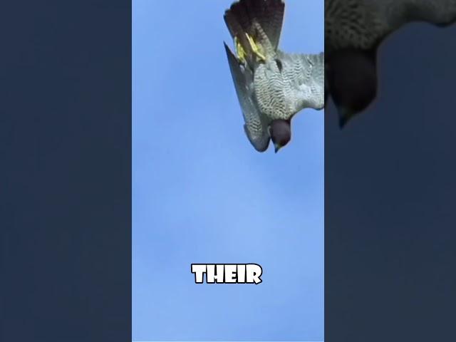Peregrine Falcon's Deadly Dive: The Secrets of the Stoop 