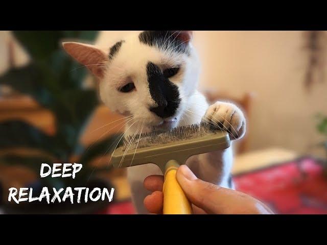 ASMR Cat Purring & Brushing Sounds (Deep Relaxation) - No Talking