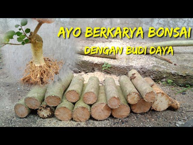 Budidaya bonsai serut // butuh kesabaran untuk hasil maksimal