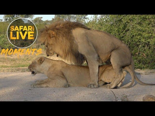 #ThrowbackThursday: Birmingham Boy Lion Mating with Amber Eyes