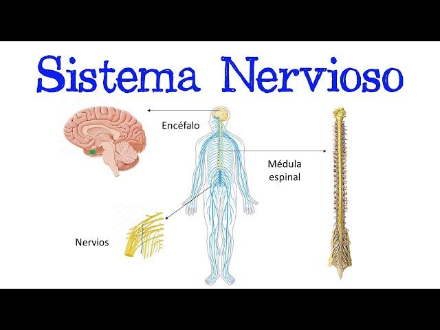  ¿Qué es el Sistema Nervioso?  [Fácil y Rápido] | BIOLOGÍA |