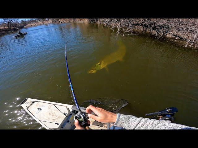 Fishing a SMALL RIVER for GIANT MUSKIES! (12 MUSKY IN ONE DAY)