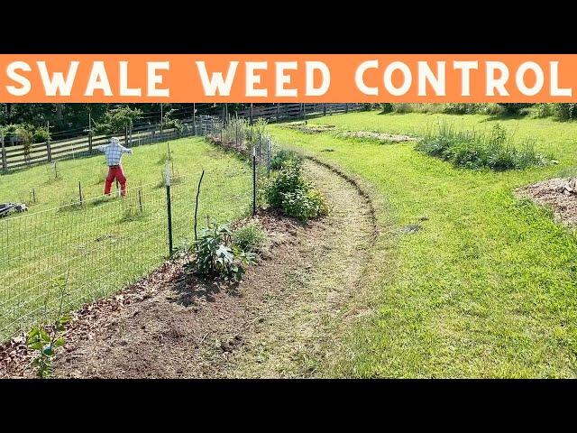 Controlling Weeds in and Around Permaculture Swales