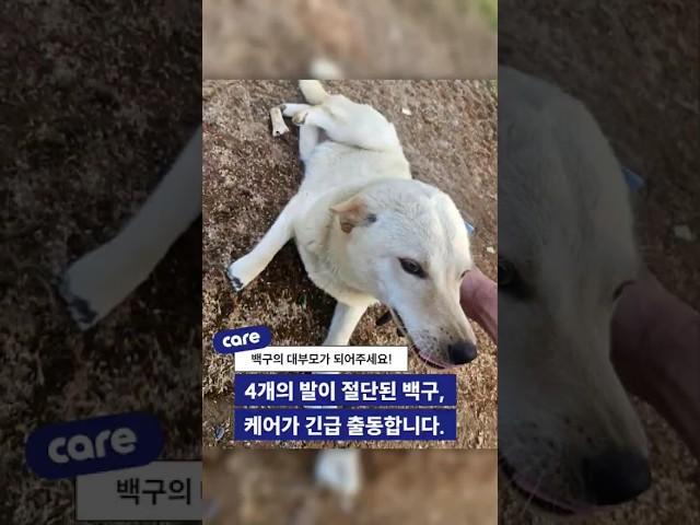 4발목을 모두 절단당한 참혹한 아이를 구조하려 합니다. #동물구조
