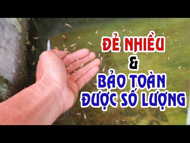 Bí Quyết nuôi Cá 7 màu - Guppy ĐẺ NHIỀU & BẢO TOÀN SỐ LƯỢNG CÁ CON | Túc Thịnh