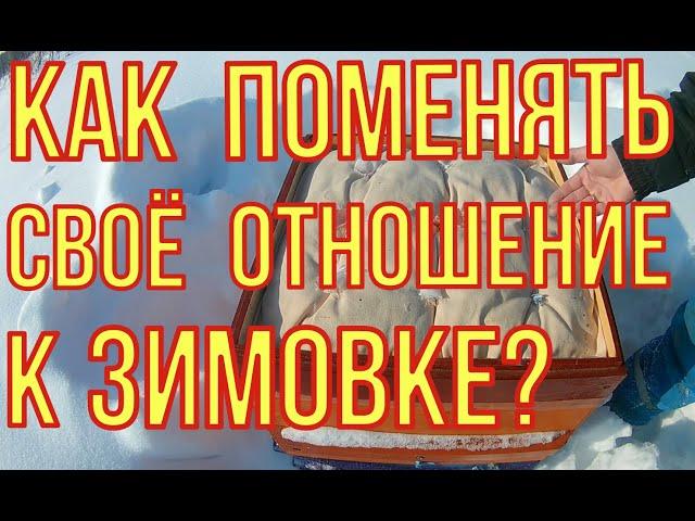 Сетчатое дно. Как идёт зимовка. Нужна ли помощь.
