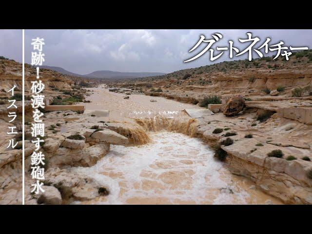 [グレートネイチャー] 奇跡！砂漠を潤す鉄砲水 ～イスラエル～ | NHK