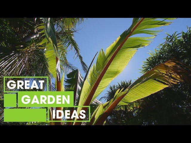 How to Create a Tropical Garden at Home | Gardening | Great Home Ideas