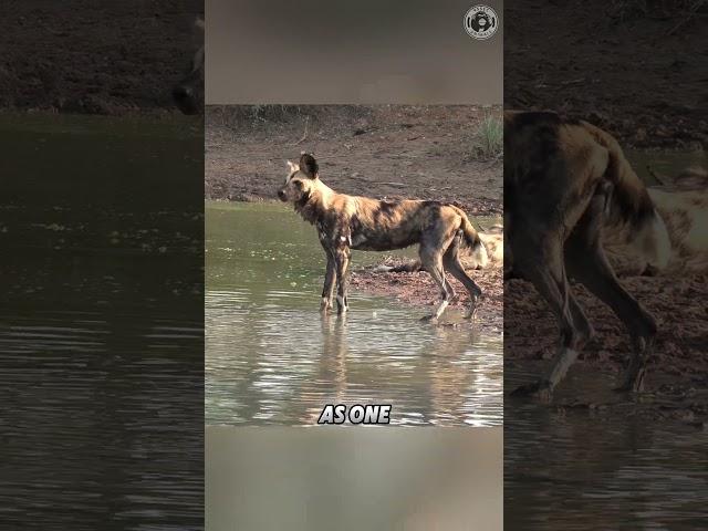 African Wild Dog  The Most Fearsome Predator in the World!