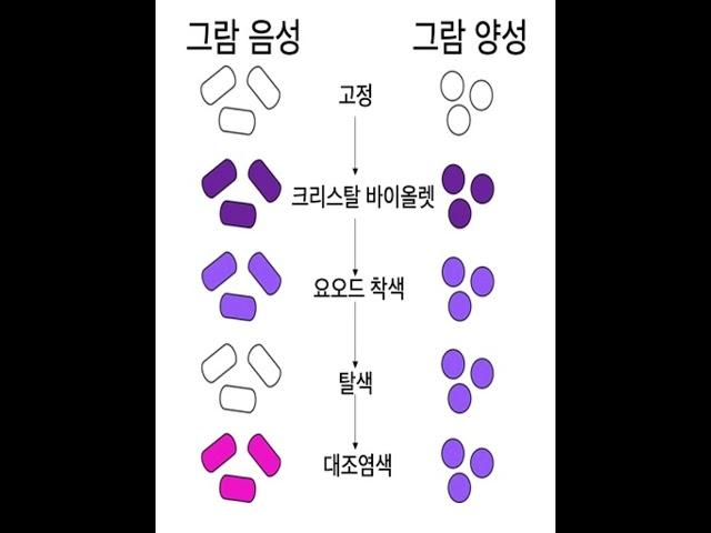 세균과 그람양성균