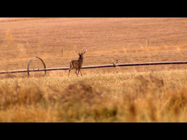 Whitetail Deer Hunting In Montana