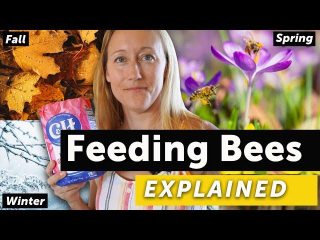 FEEDING BEES EXPLAINED - Spring, Summer, Fall, Winter & Dearths