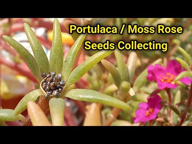 Portulaca Seeds Collecting / How to Collect Portulaca/ Moss Rose Seeds