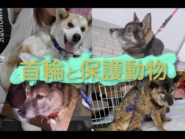 首輪と保護動物