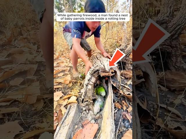 A man found a nest of parrots and then...