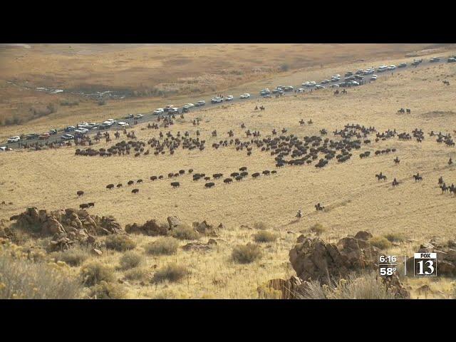 Annual 'bison roundup' takes place on Antelope Island