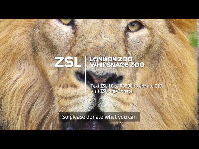 Support our Zoos