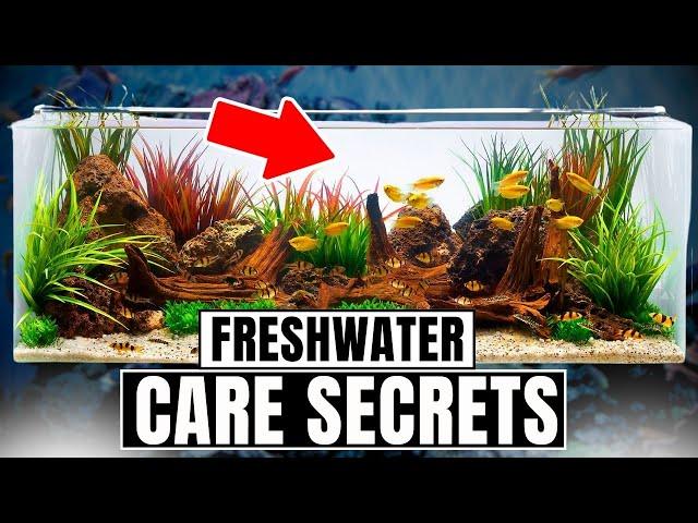 30 Freshwater Aquarium Tips Every Beginner Needs To Know