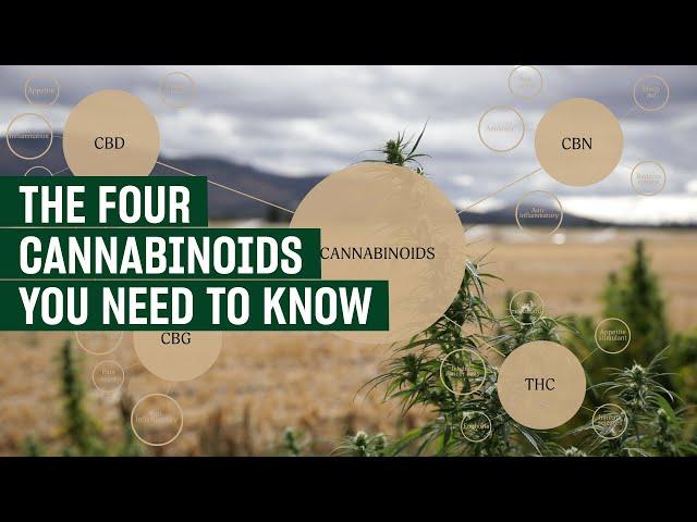 Episode 3 | Cannabinoids | CBD 101 Educational Series