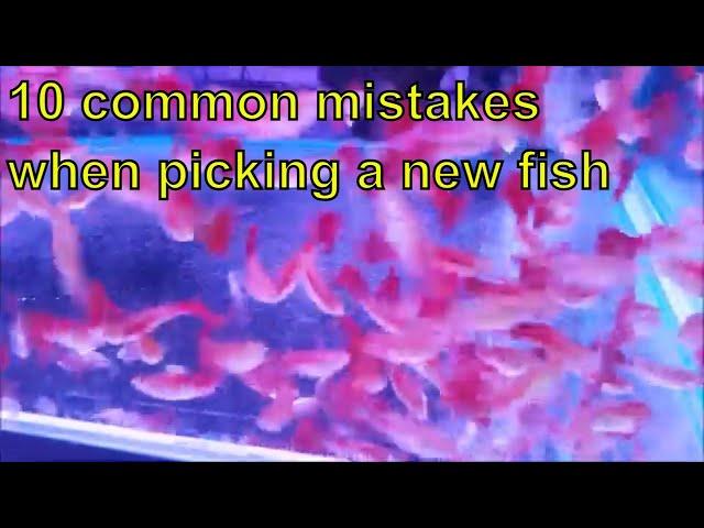 10 common mistakes when buying a new fish to your home aquarium. How to choose fish for my aquarium?