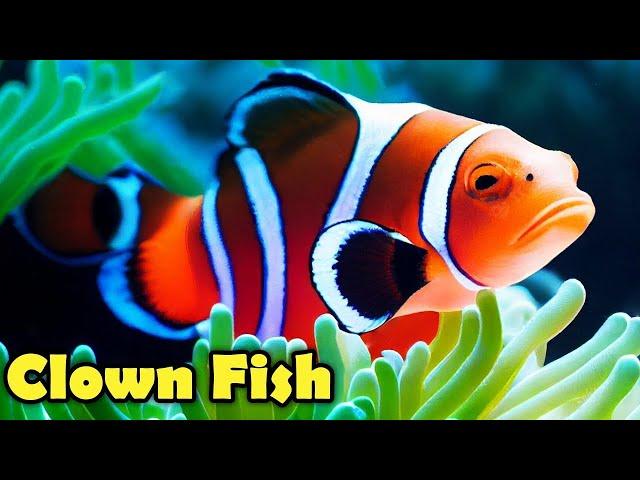 10 Facts About The CLOWNFISH You Didn't Know!