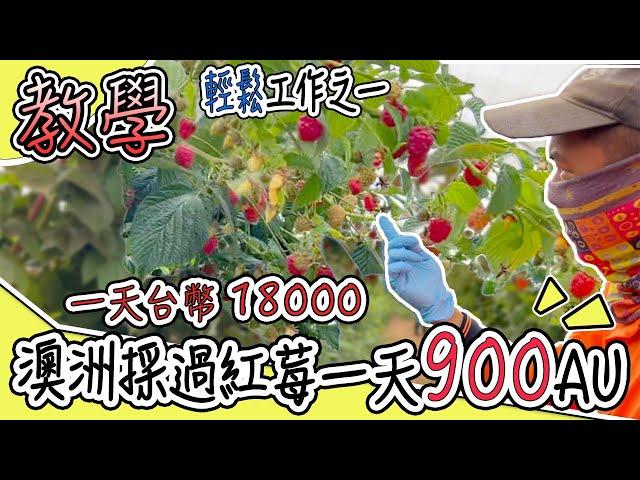 澳洲一天賺過900澳 輕鬆紅莓工作 最詳細教學 快手不會告訴你的事｜ $900 a day in Australia,How to pick respberry