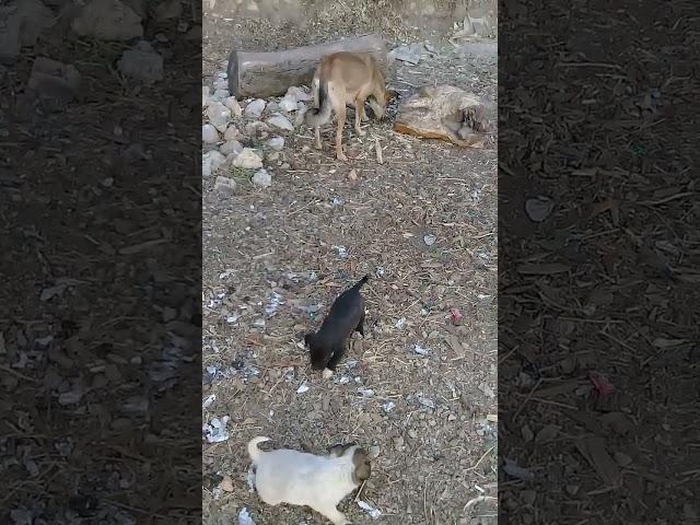 New Born Stray puppies started walking | Mountain Village | Winters | Nature Buddies #youtubeshorts