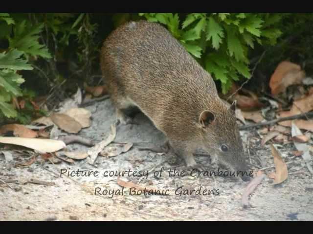 Southern Brown Bandicoot