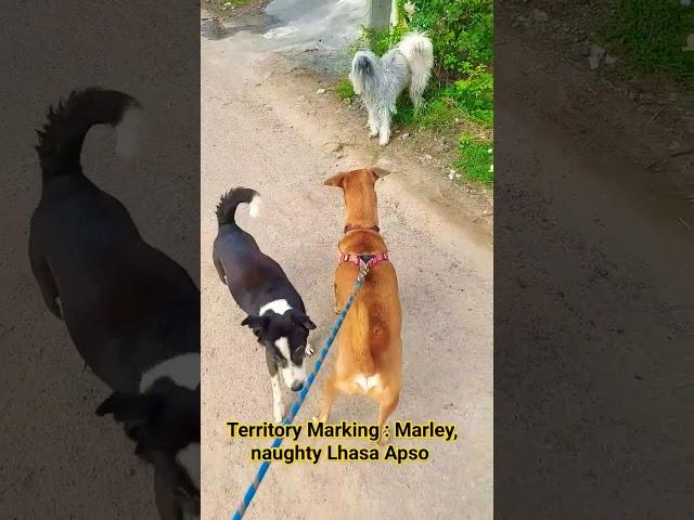 Territory Marking : Marley, naughty Lhasa Apso  ️