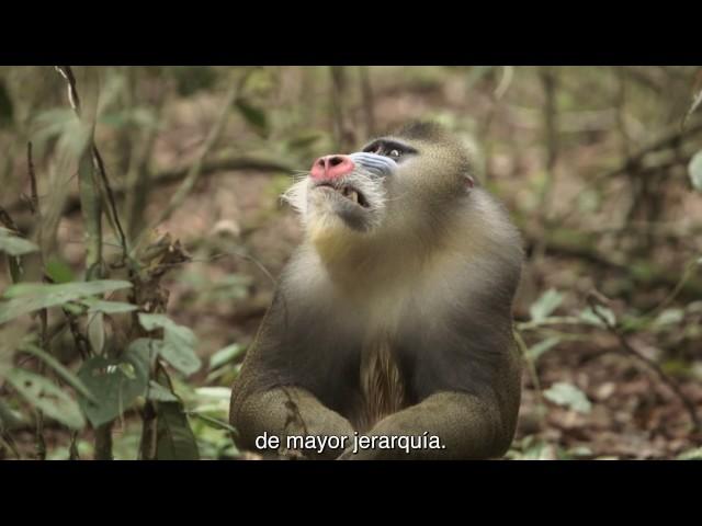 ¿Por qué tienen los mandriles un trasero tan grande y colorido?