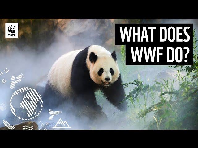 What Does WWF Do? | Discover How We Support our World | WWF