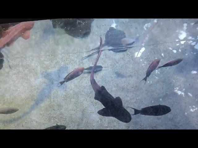 Jakarta Aquarium, December 2024